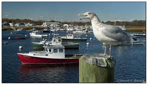 greenharbormarshfieldmass1